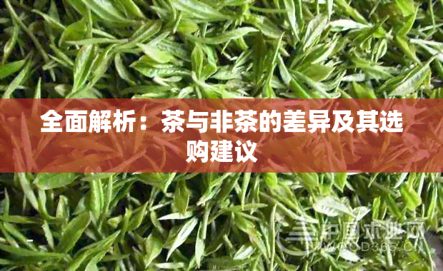 全面解析：茶与非茶的差异及其选购建议