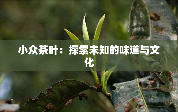 小众茶叶：探索未知的味道与文化