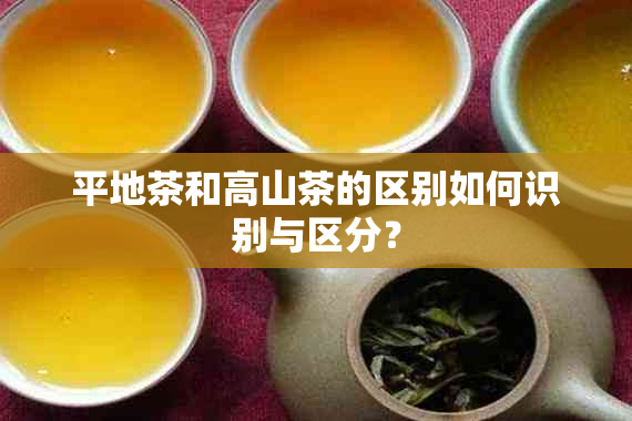 平地茶和高山茶的区别如何识别与区分？