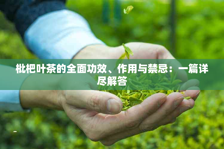 枇杷叶茶的全面功效、作用与禁忌：一篇详尽解答