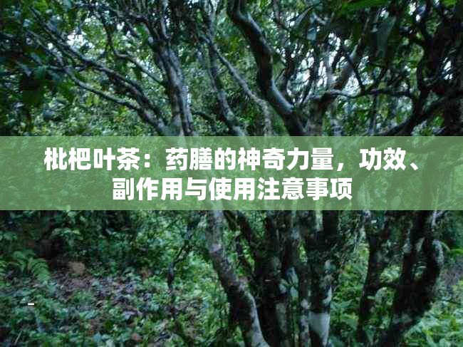 枇杷叶茶：膳的神奇力量，功效、副作用与使用注意事项