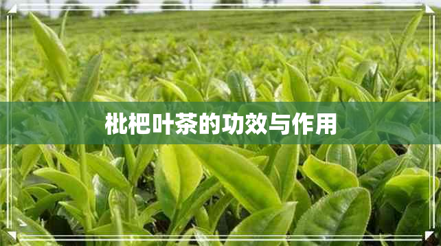 枇杷叶茶的功效与作用