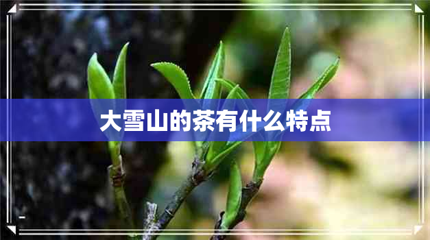 大雪山的茶有什么特点