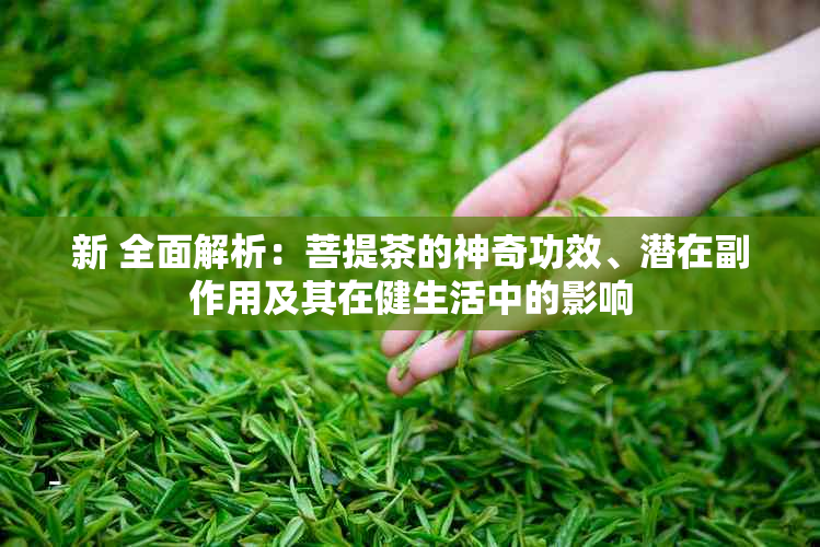 新 全面解析：菩提茶的神奇功效、潜在副作用及其在健生活中的影响