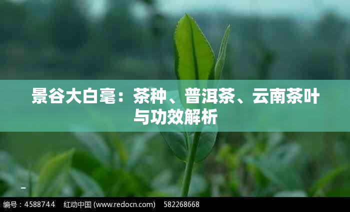 景谷大白毫：茶种、普洱茶、云南茶叶与功效解析