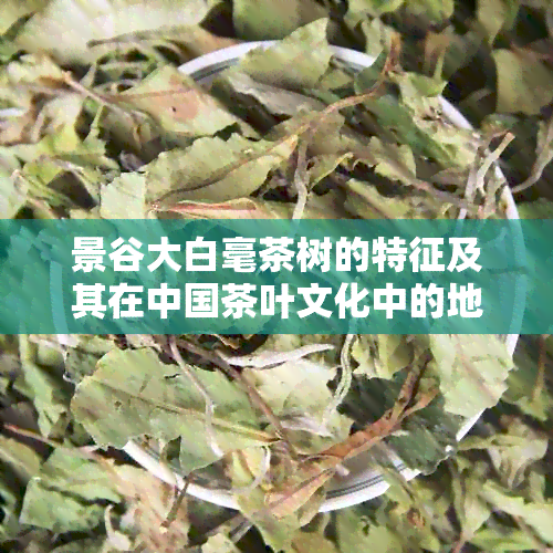 景谷大白毫茶树的特征及其在中国茶叶文化中的地位