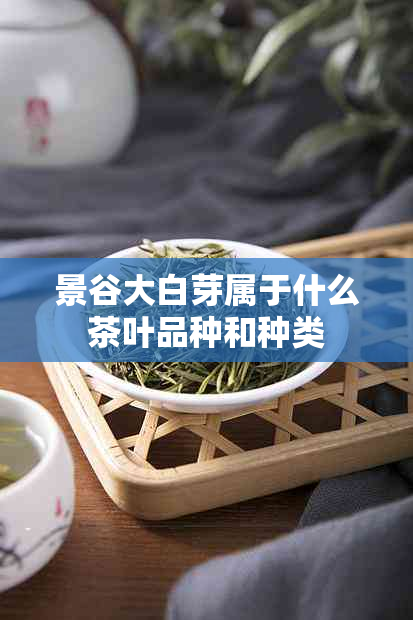 景谷大白芽属于什么茶叶品种和种类