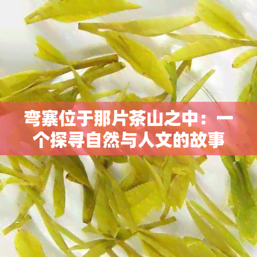 弯寨位于那片茶山之中：一个探寻自然与人文的故事