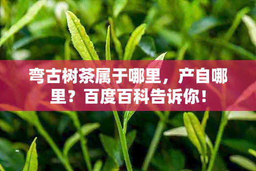 弯古树茶属于哪里，产自哪里？百度百科告诉你！