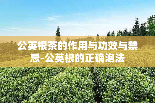 公英根茶的作用与功效与禁忌-公英根的正确泡法