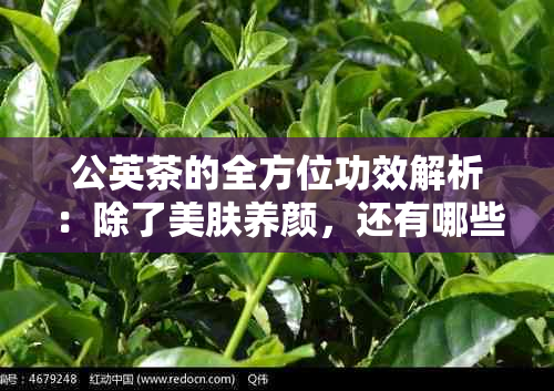 公英茶的全方位功效解析：除了美肤养颜，还有哪些意想不到的作用？