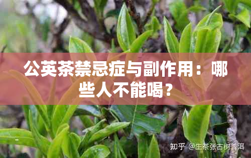 公英茶禁忌症与副作用：哪些人不能喝？