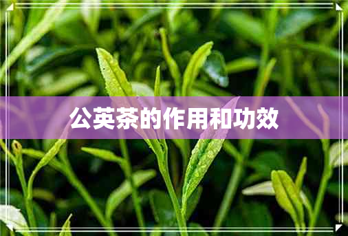 公英茶的作用和功效