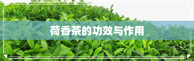 荷香茶的功效与作用