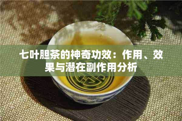 七叶胆茶的神奇功效：作用、效果与潜在副作用分析