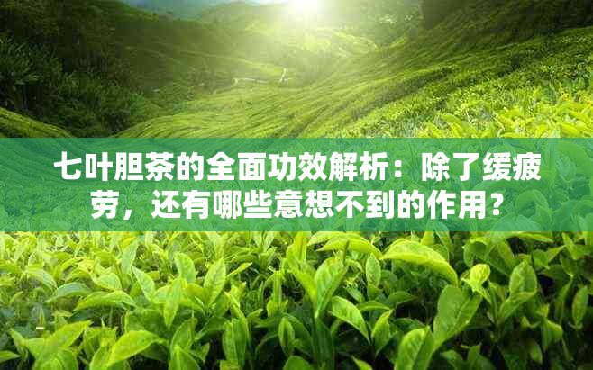 七叶胆茶的全面功效解析：除了缓疲劳，还有哪些意想不到的作用？