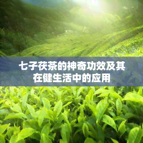 七子茯茶的神奇功效及其在健生活中的应用