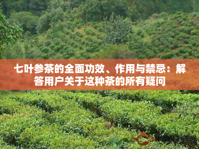 七叶参茶的全面功效、作用与禁忌：解答用户关于这种茶的所有疑问