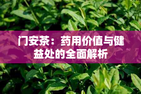 门安茶：用价值与健益处的全面解析