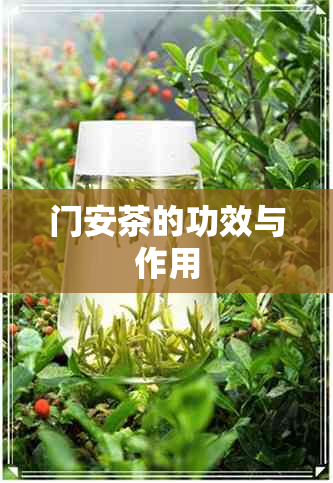 门安茶的功效与作用