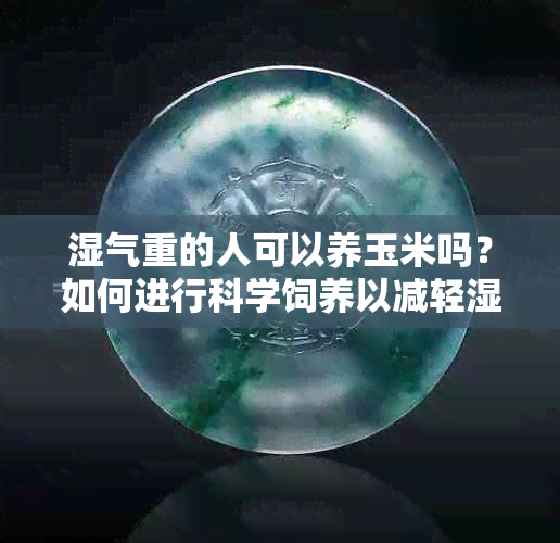 湿气重的人可以养玉米吗？如何进行科学饲养以减轻湿气影响？