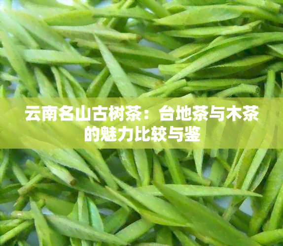 云南名山古树茶：台地茶与木茶的魅力比较与鉴