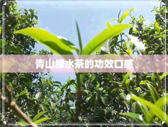 青山绿水茶的功效口感