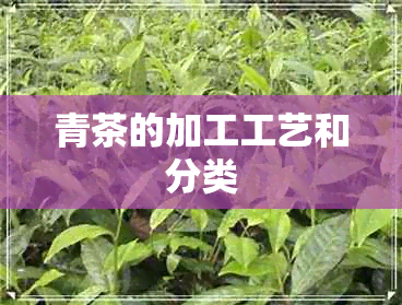 青茶的加工工艺和分类