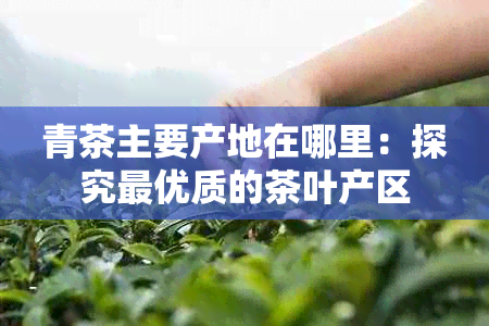 青茶主要产地在哪里：探究更优质的茶叶产区