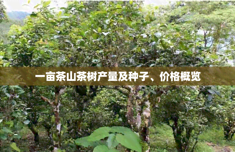 一亩茶山茶树产量及种子、价格概览