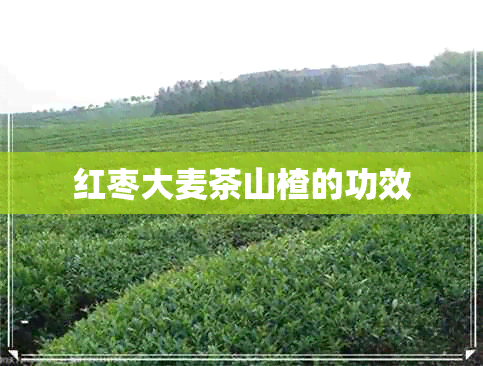 红枣大麦茶山楂的功效