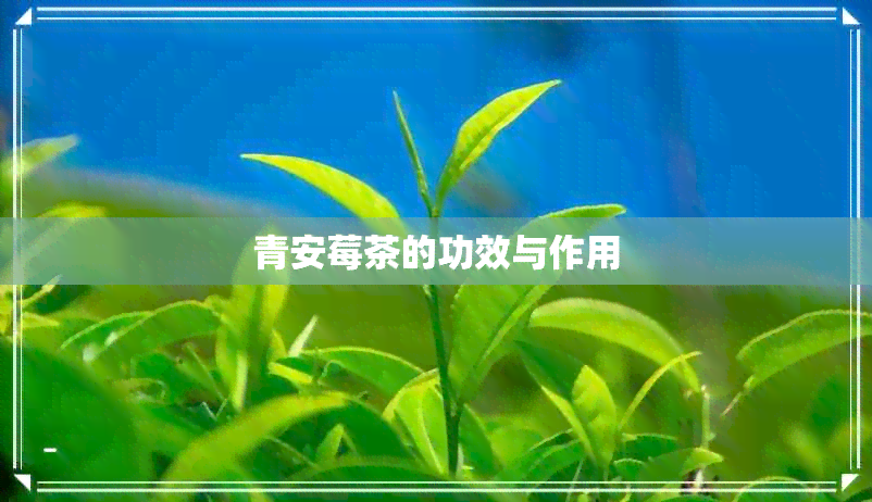 青安莓茶的功效与作用