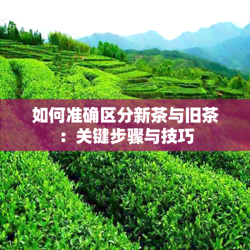 如何准确区分新茶与旧茶：关键步骤与技巧