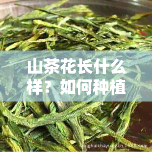 山茶花长什么样？如何种植和养护？