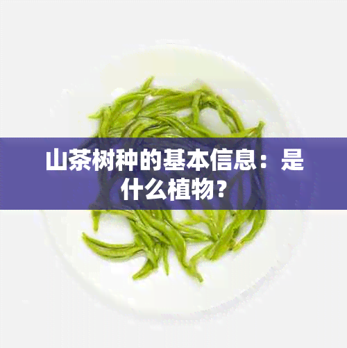 山茶树种的基本信息：是什么植物？