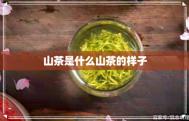 山茶是什么山茶的样子