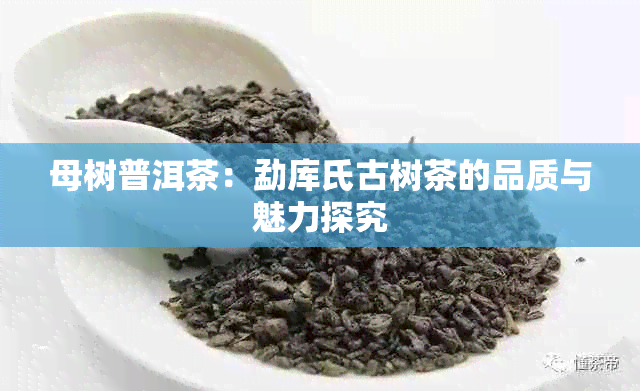 母树普洱茶：勐库氏古树茶的品质与魅力探究