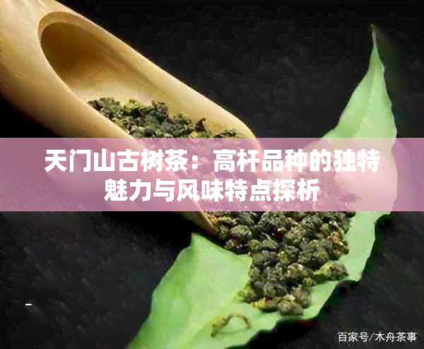 天门山古树茶：高杆品种的独特魅力与风味特点探析