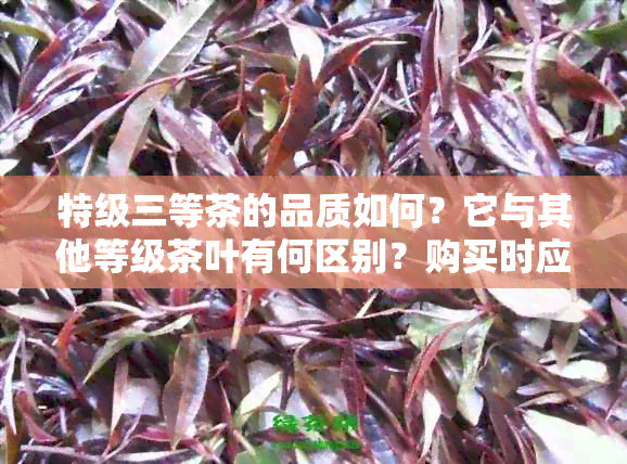 特级三等茶的品质如何？它与其他等级茶叶有何区别？购买时应注意什么？