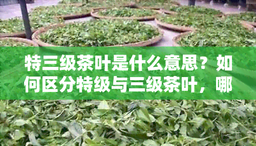 特三级茶叶是什么意思？如何区分特级与三级茶叶，哪个更好？