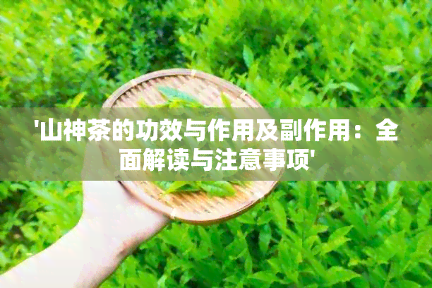 '山神茶的功效与作用及副作用：全面解读与注意事项'