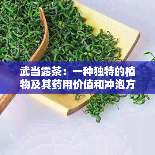 武当露茶：一种独特的植物及其用价值和冲泡方法的全面解析