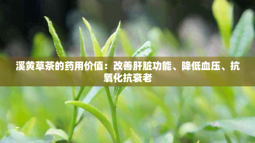 溪黄草茶的用价值：改善肝脏功能、降低血压、抗氧化抗衰老