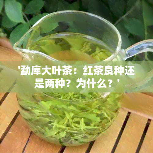 '勐库大叶茶：红茶良种还是两种？为什么？'