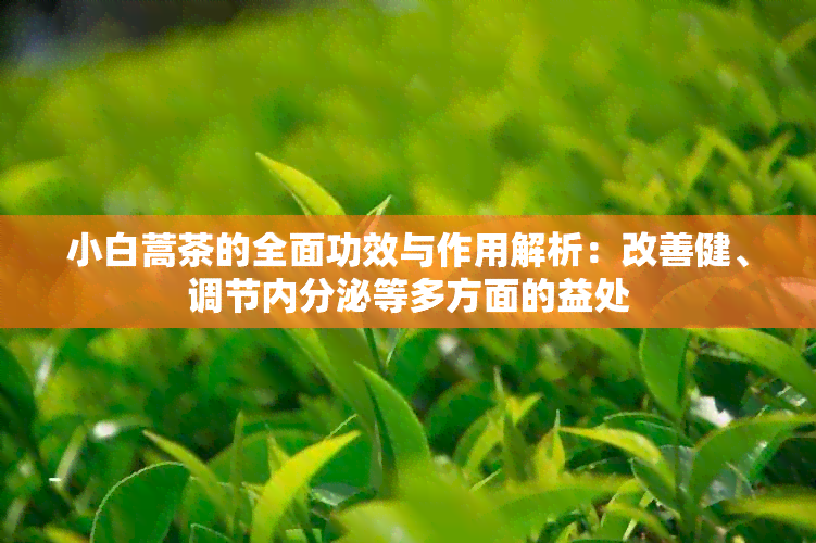 小白蒿茶的全面功效与作用解析：改善健、调节内分泌等多方面的益处