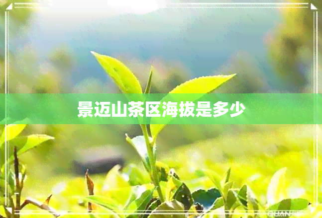 景迈山茶区海拔是多少