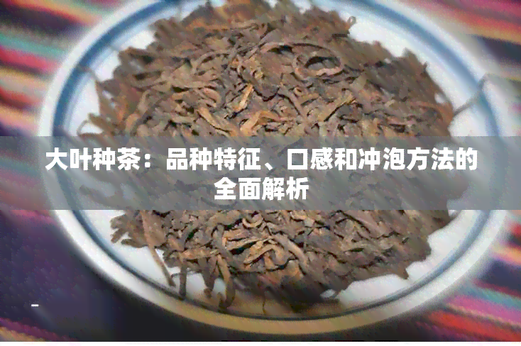 大叶种茶：品种特征、口感和冲泡方法的全面解析