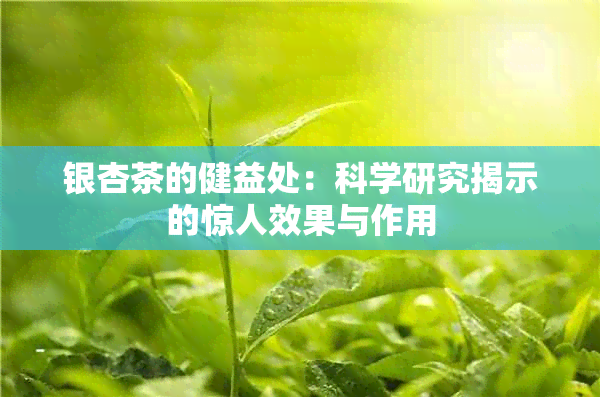 银杏茶的健益处：科学研究揭示的惊人效果与作用