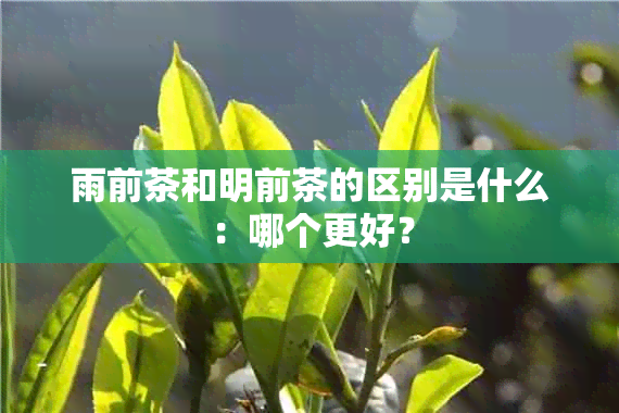 雨前茶和明前茶的区别是什么：哪个更好？