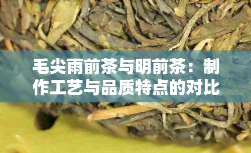 毛尖雨前茶与明前茶：制作工艺与品质特点的对比分析